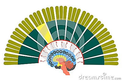 The McLean trinity of the brain. Vector Illustration